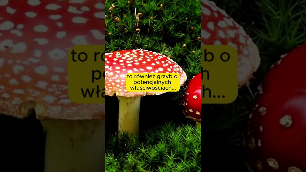 Amanita Muscaria - Muchomor Czerwony #amanitamuscaria #muscaria #amanita #muchomor #muchomorczerwony
