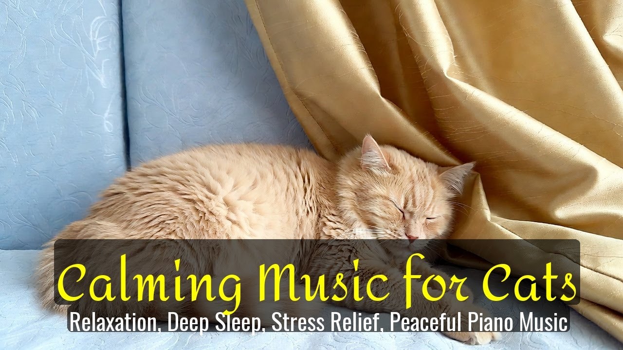 LIVE 🌙 Relaxing Night Music for Cats 😴 | Season 73