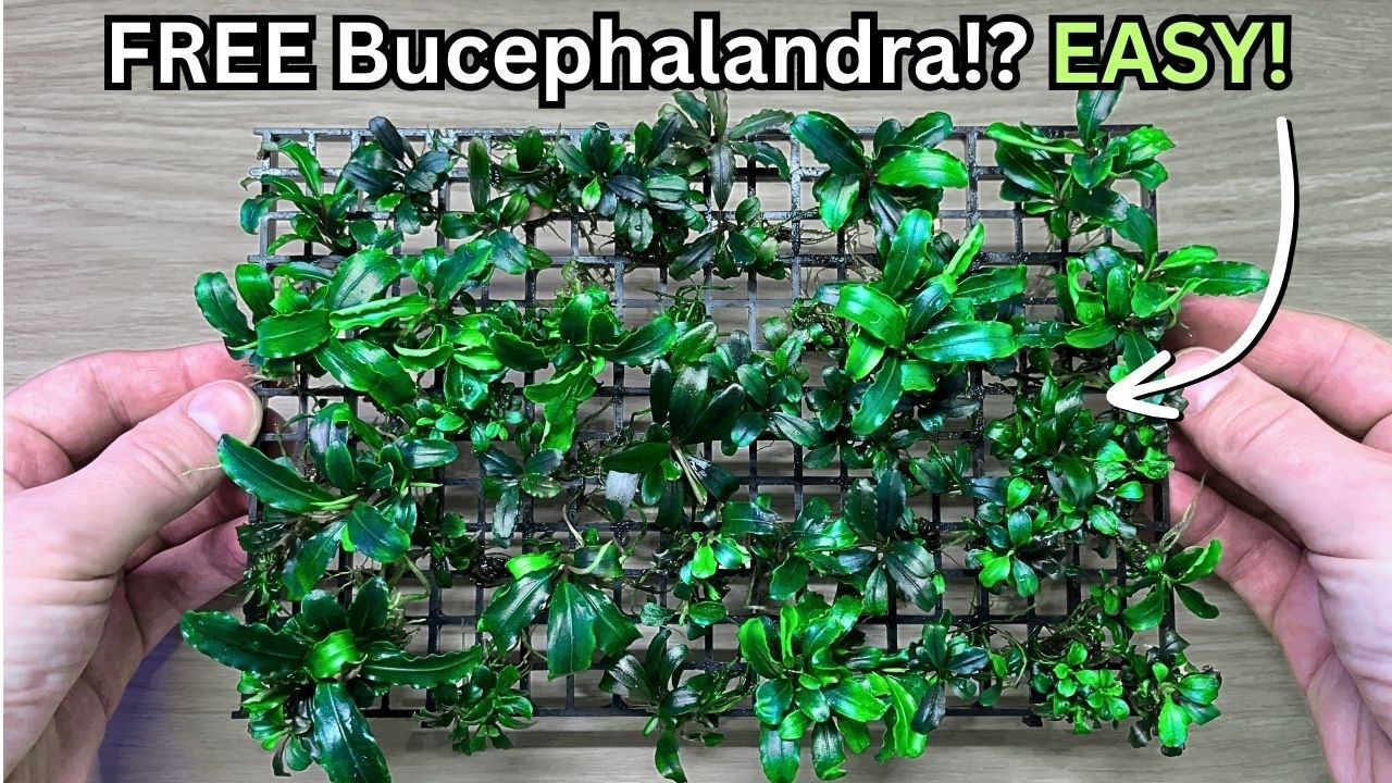 How To Get ENDLESS Bucephalandra Plants For FREE? Buce plant propagation step by step!