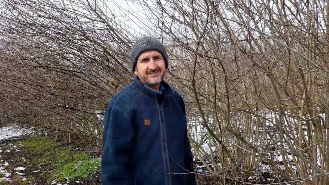Aronia   necesitatea taierii pentru innoire si crestere rezonabil de inalta