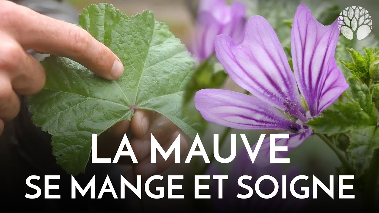 Mauve des bois : maux de gorge et comestible entièrement