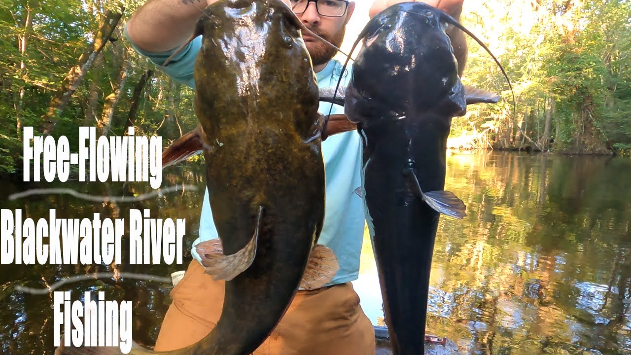 Catching Catfish from One of the Longest Free-Flowing Blackwater Rivers N. America CATCH CLEAN COOK