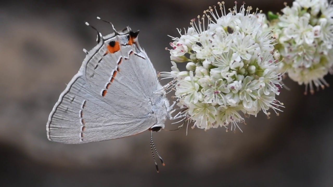 Hairstreak butterfly feeding
