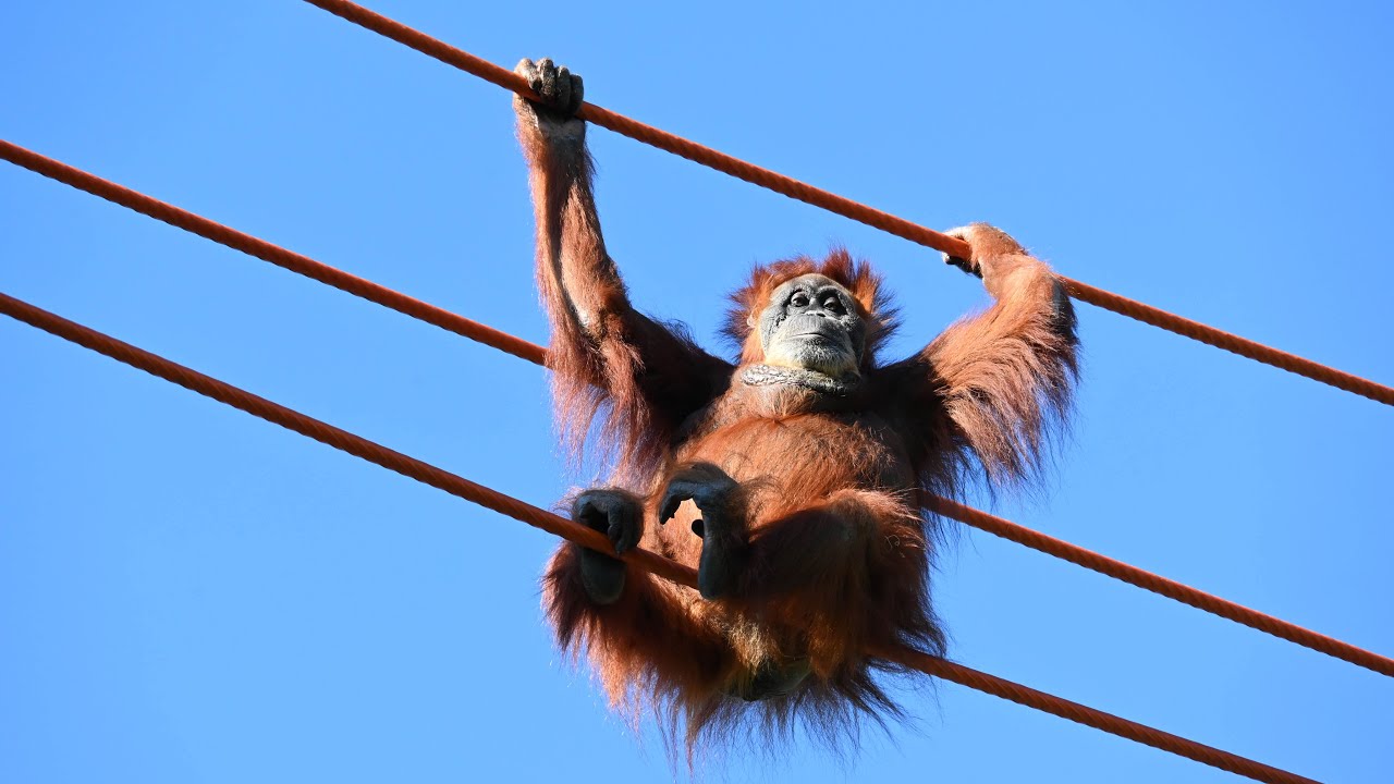 August 18, 2025 Orangutan 'Puppe' preps for World Orangutan Day (August 19th)