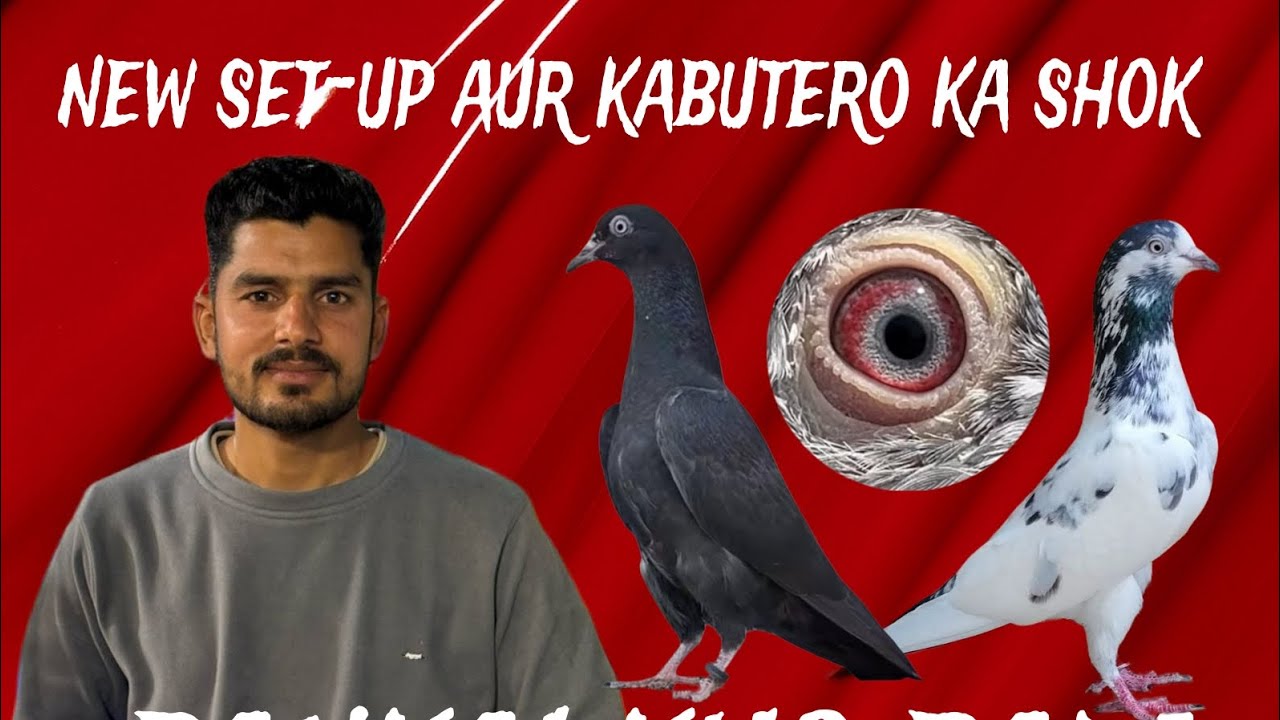 pankaj bai ka new setup or kabutaro ka shonk #pigeon #bird #kabootar #kabootarloft05 #kabutar #pigeo