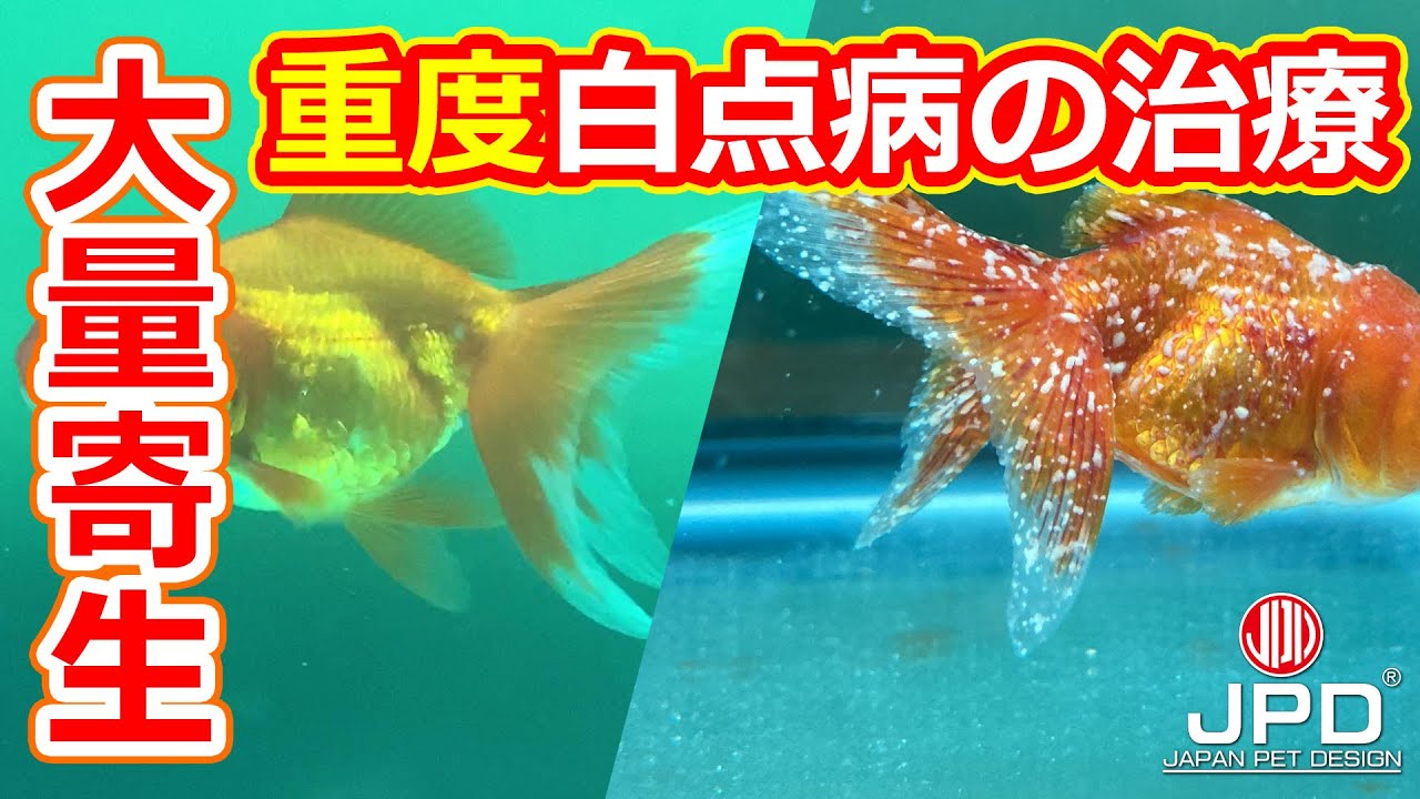 【魚の治療】白点病・体表充血