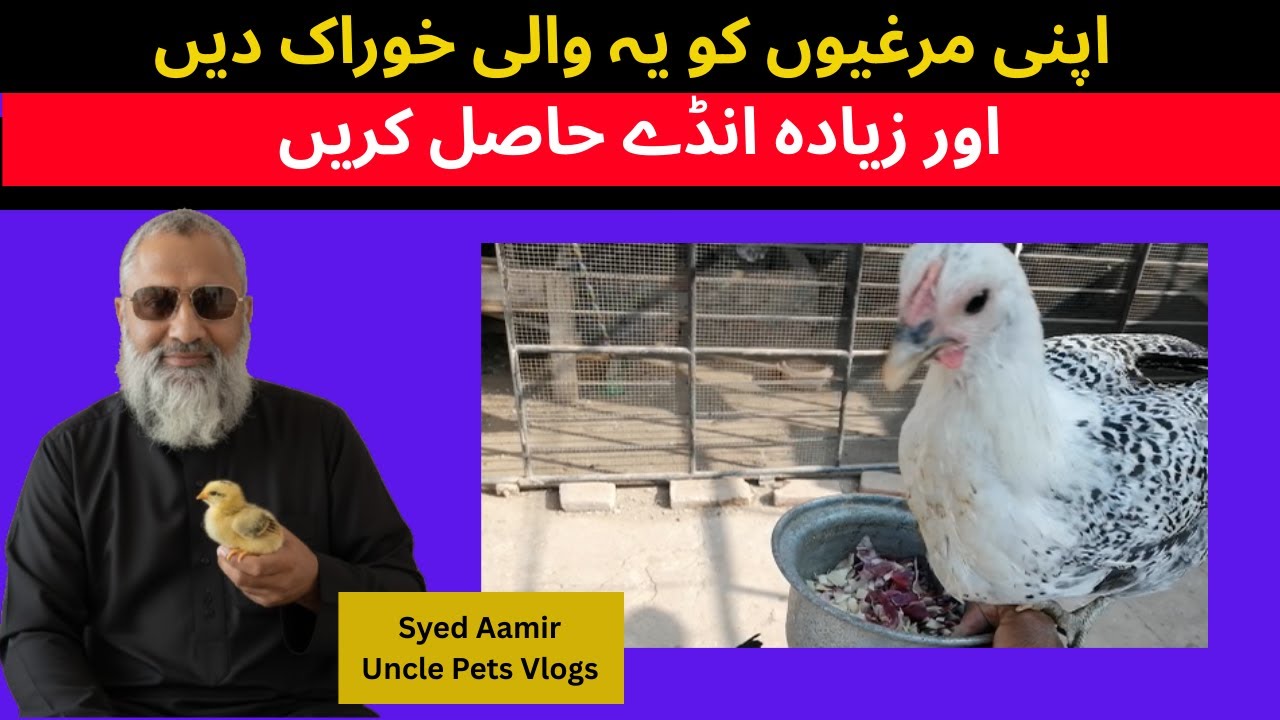 Should We Feed Vegetable Scraps to Chickens? | Complete Guide | Vegetable Scraps Chicken Feeding