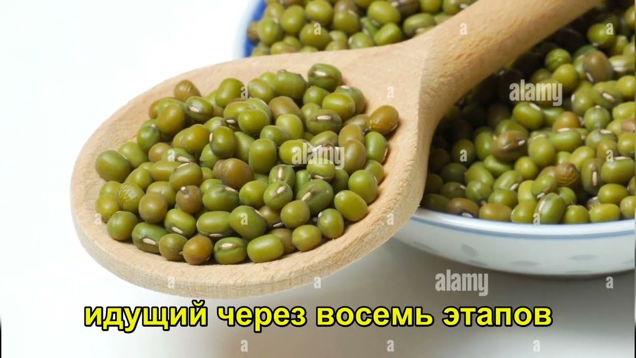 Постройте завод витамина С у себя дома за 4 дня без солнца и узнайте, почему это скрывают
