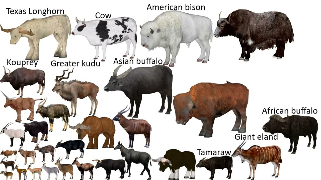 Bovines Size Comparison (1.91K subscribers!)
