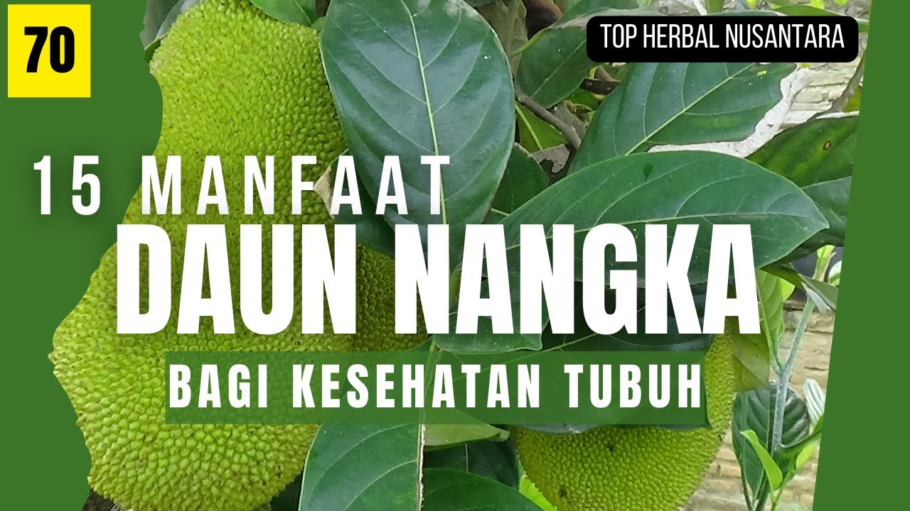 it turned out to be!!! health benefits of jackfruit leaves, #jackfruit leaves, #topherbalnusantara