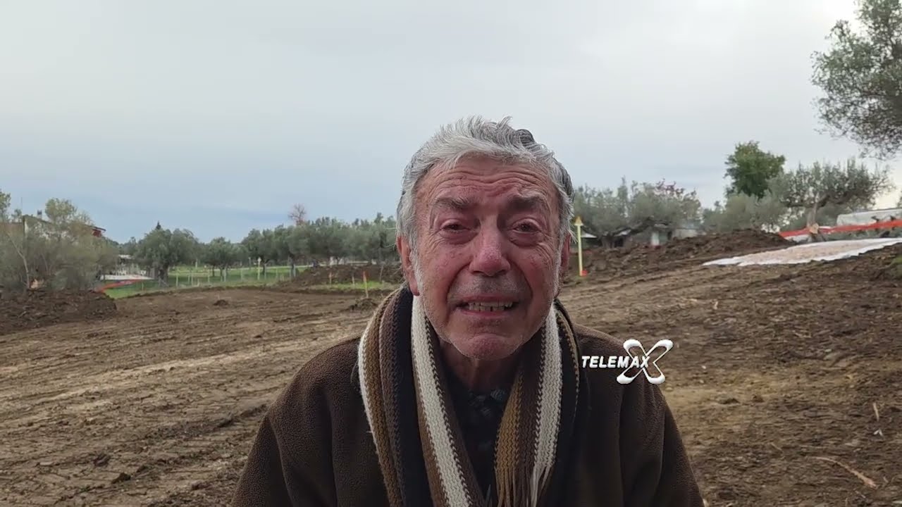 Paglieta, antico uliveto tranciato dai lavori del gasdotto