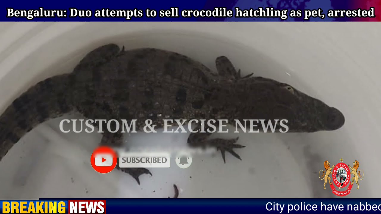 selling crocodile hatchling as pet, arrested