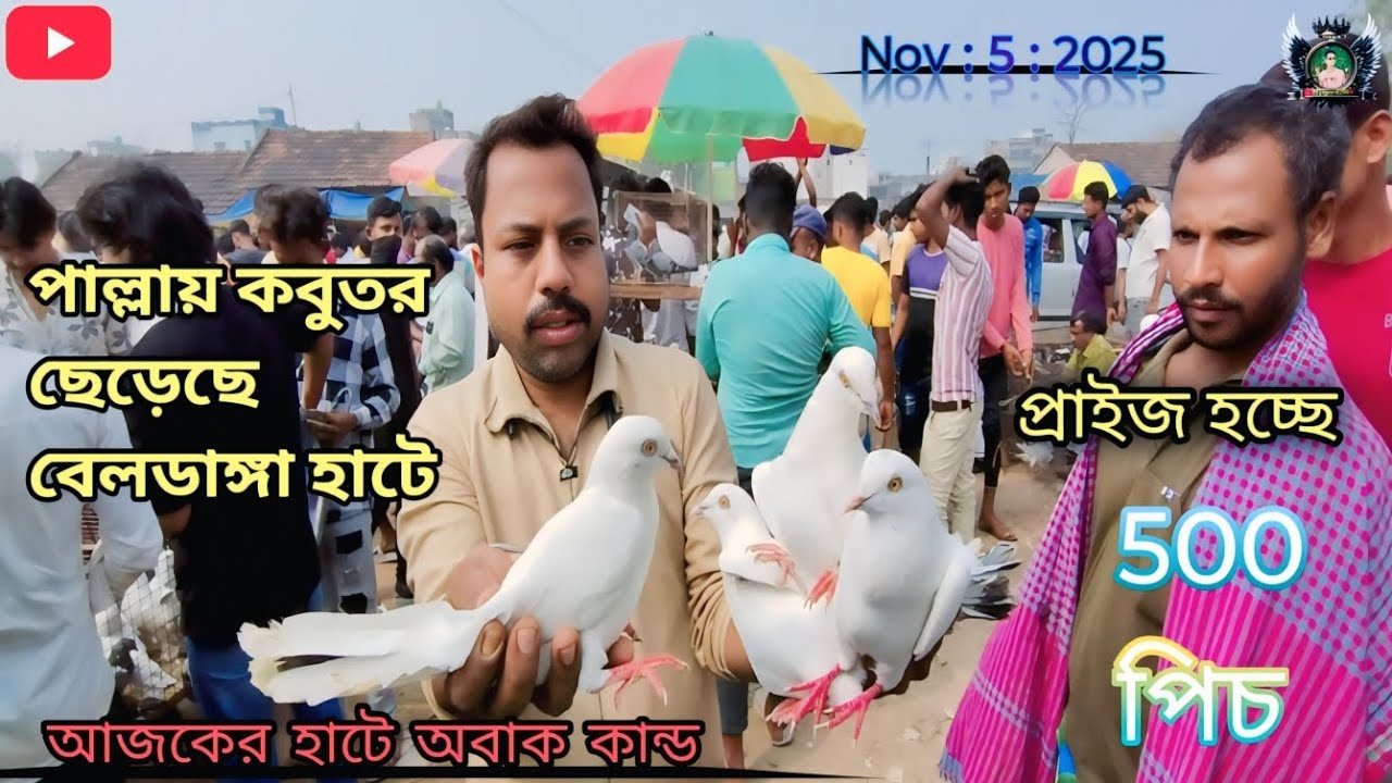 আজকের বেলডাঙ্গা হাটে অবাক কান্ড। 👍 Beldanga kabootar market 🥰#like #kabutar #pigeon #viralvideo 🕊️