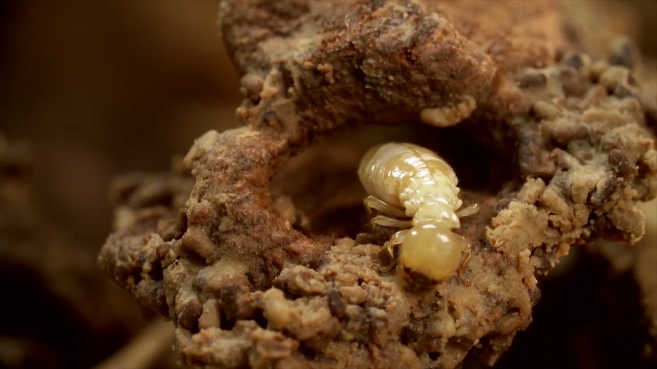 The Reigning Monarchs Of The Insect World | Cathedral Termite Mounds