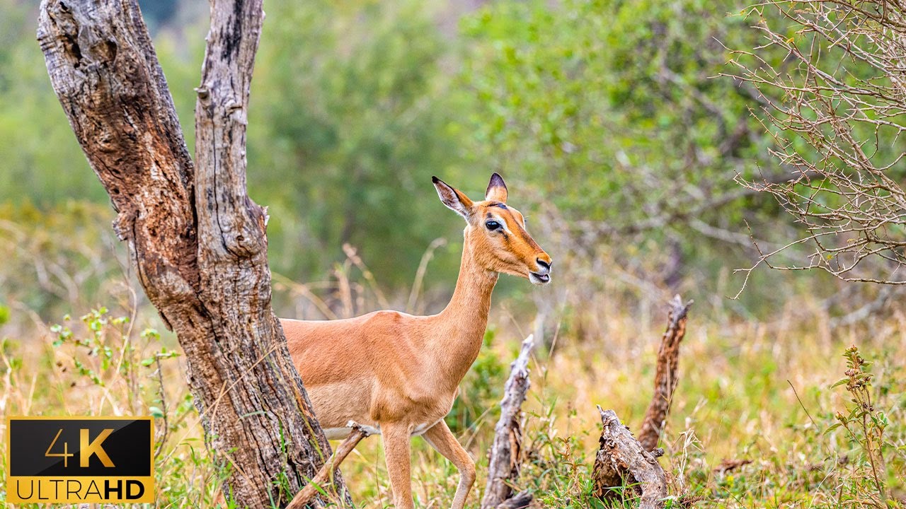 4K African Wildlife: Bwabwata National Park - Scenic Wildlife Film With Real Sounds