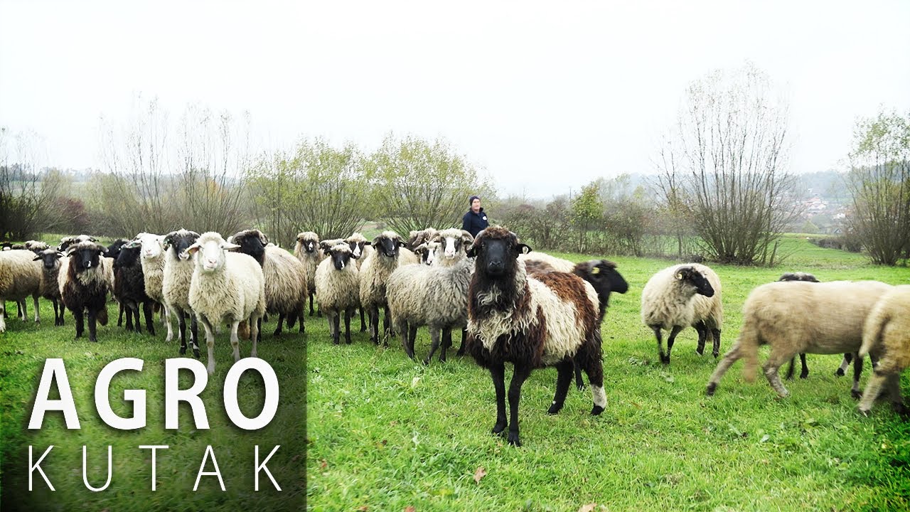 Koliko je teško baviti se ovčarstvom? - AGRO KUTAK