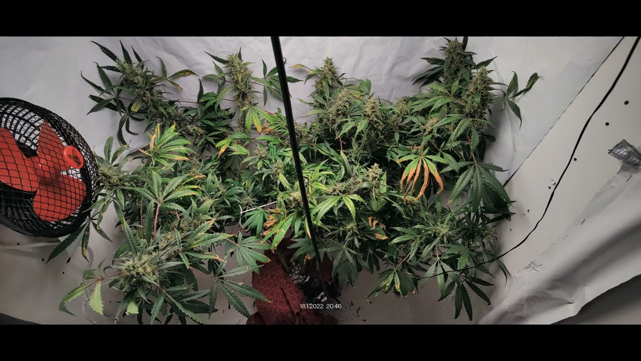 Jorge`s Diamond #1 !!!start to Finish!!!