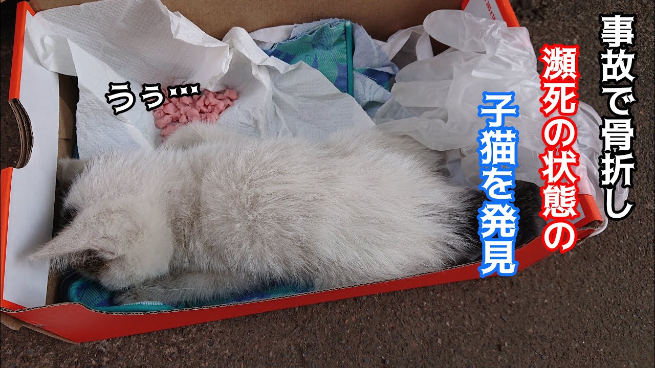 骨折し衰弱して動かない子猫を保護。うずくまり必死で痛みを耐えていて辛そう
