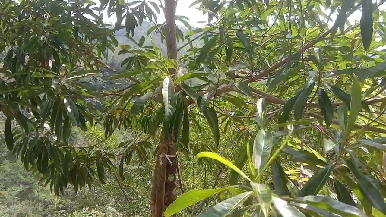 Jenis Pohon Jenitri Paling Banyak Menghasilkan Buah (Butiran)