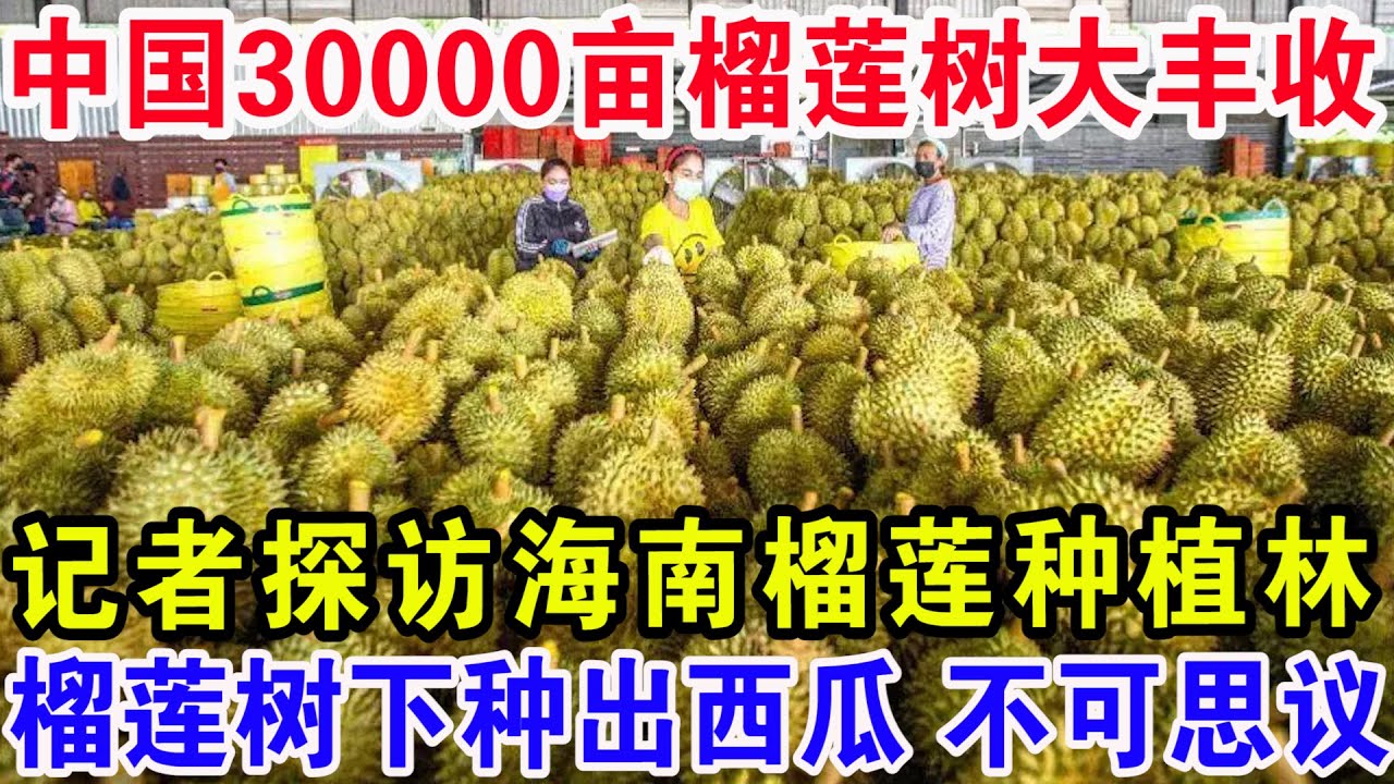 中国30000亩榴莲树大丰收，记者探访海南榴莲种植林，榴莲树下种出西瓜不可思议！