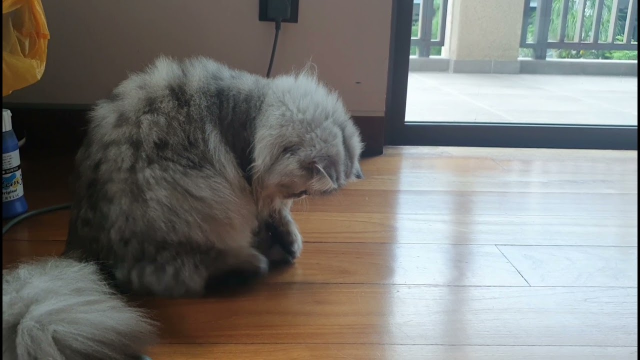 Uno, The Cat Next Door