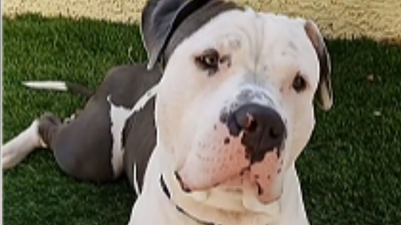 Grieving Pit Bull Finds Hope in the Most Unexpected Friend