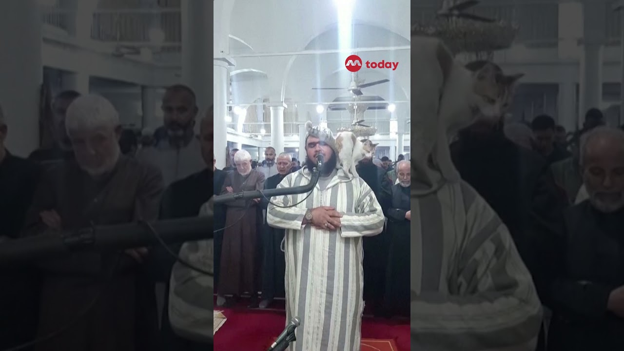 Cat jumps on imam during Ramadan prayers in Algeria