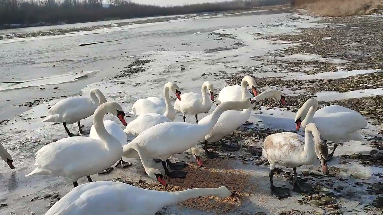 Лебеді довіряють тим, хто їх годує🙂
