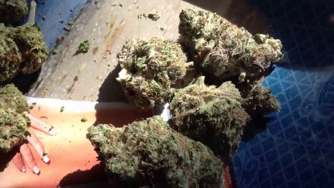 Platinum OG, Saturn OG Kush - HD Weed