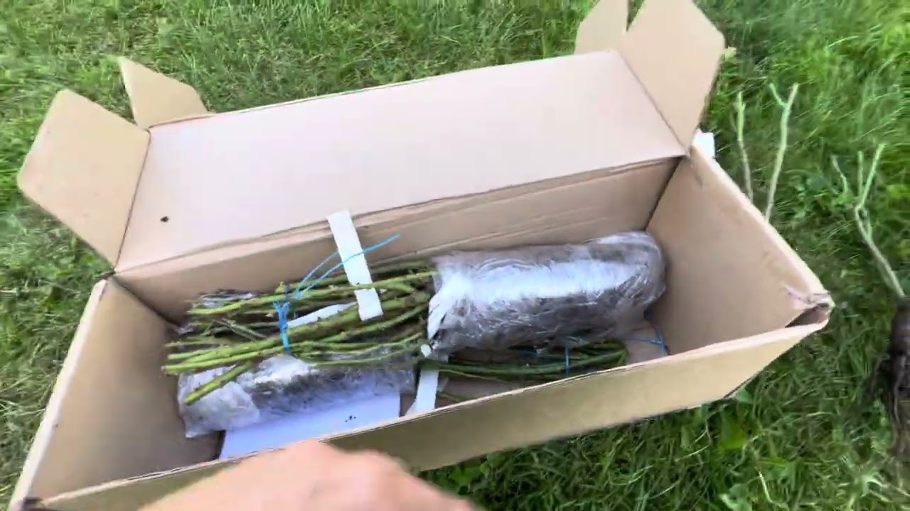Часть 1.Посылка с розами из интернет магазина Розы вдохновения.