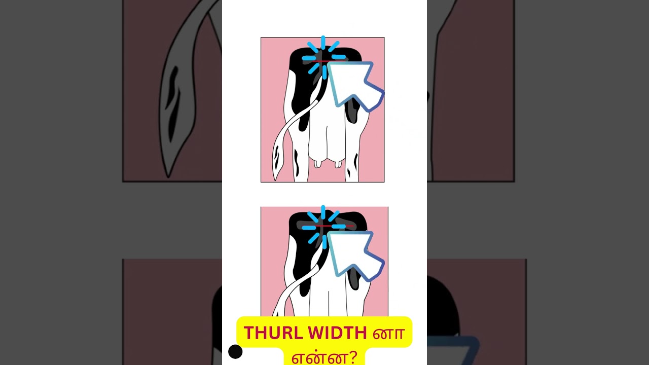 Thurl width Conformation Traits 