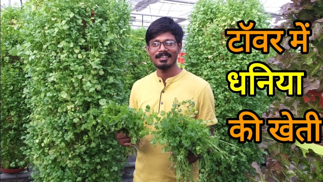 ग्रो टॉवर में धनिया | बिना मिट्टी धनिया की खेती | Hydroponic coriander | Soil Less Farming
