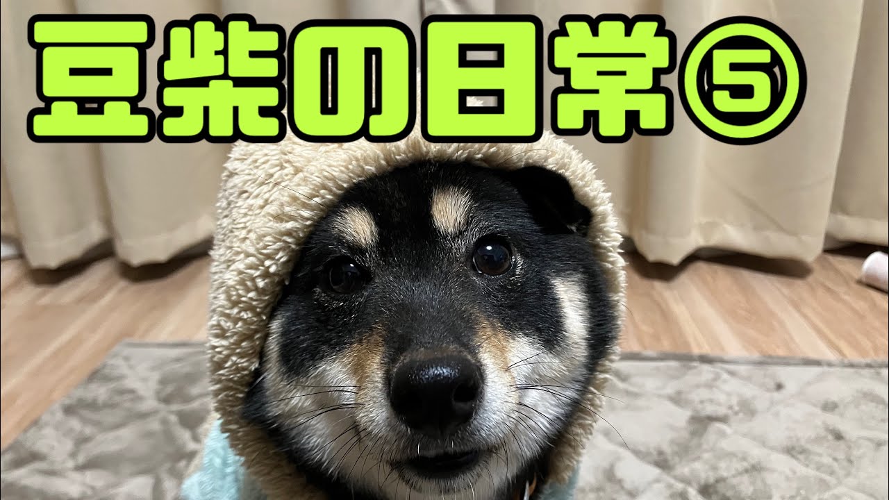 豆柴の日常⑤