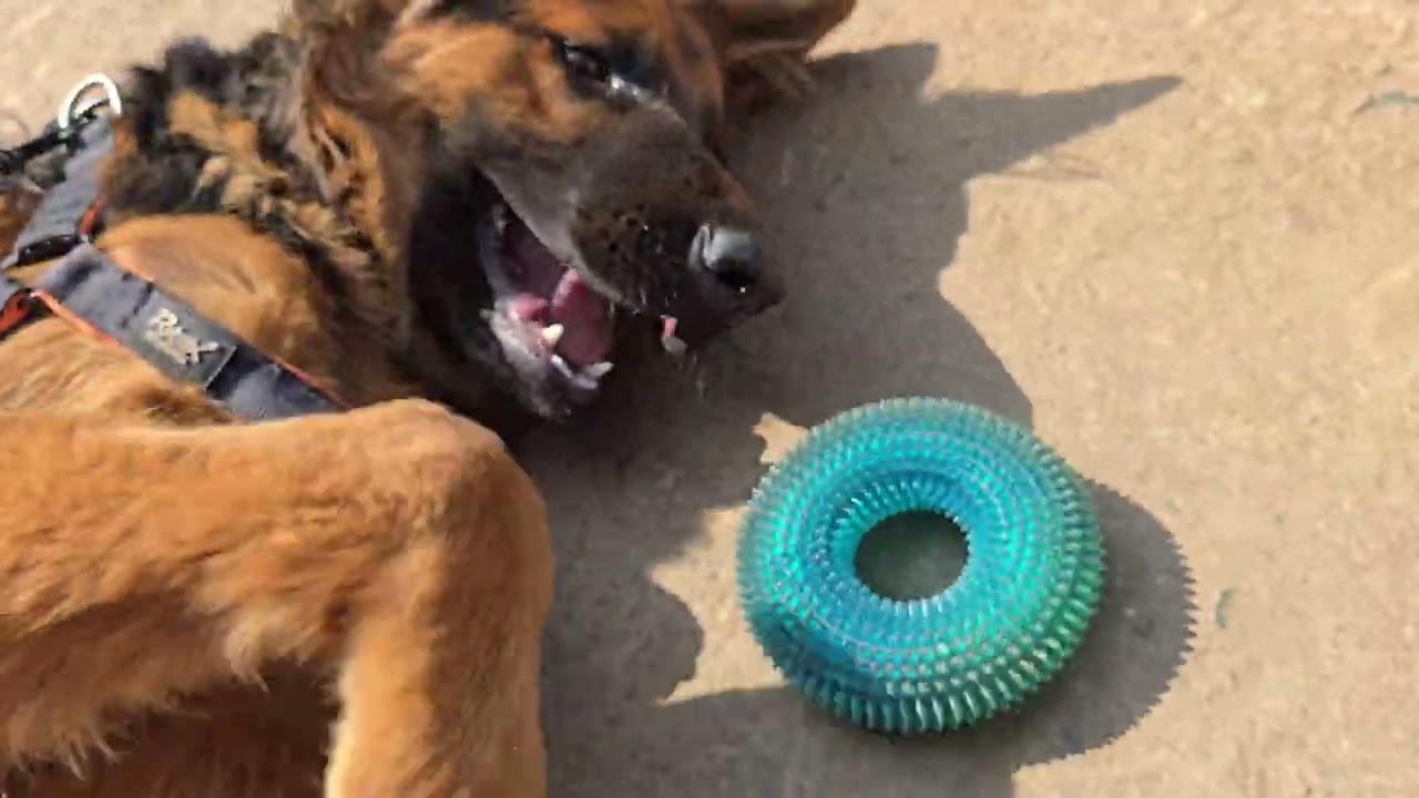 German Shepherd Diet Plan | Long Coat German Shepherd | GSD Diet Plan | Diet Chart GSD Puppy | GSD