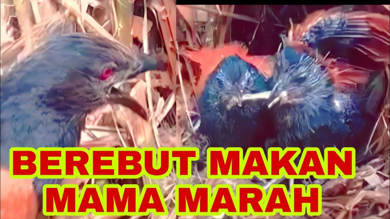 ANAKAN BURUNG BUT BUT BEREBUT MAKAN INDUKNYA PUN MARAH