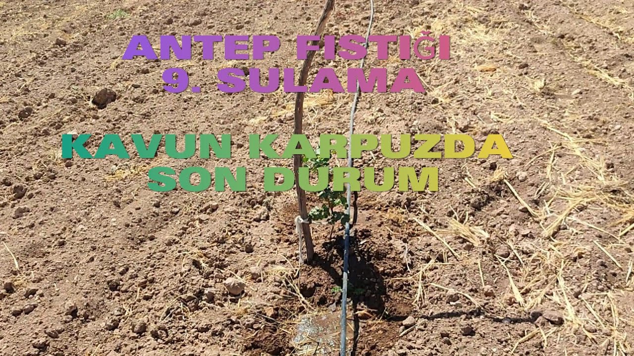 9. SULAMA, KAVUN KARPUZDA SON DURUM