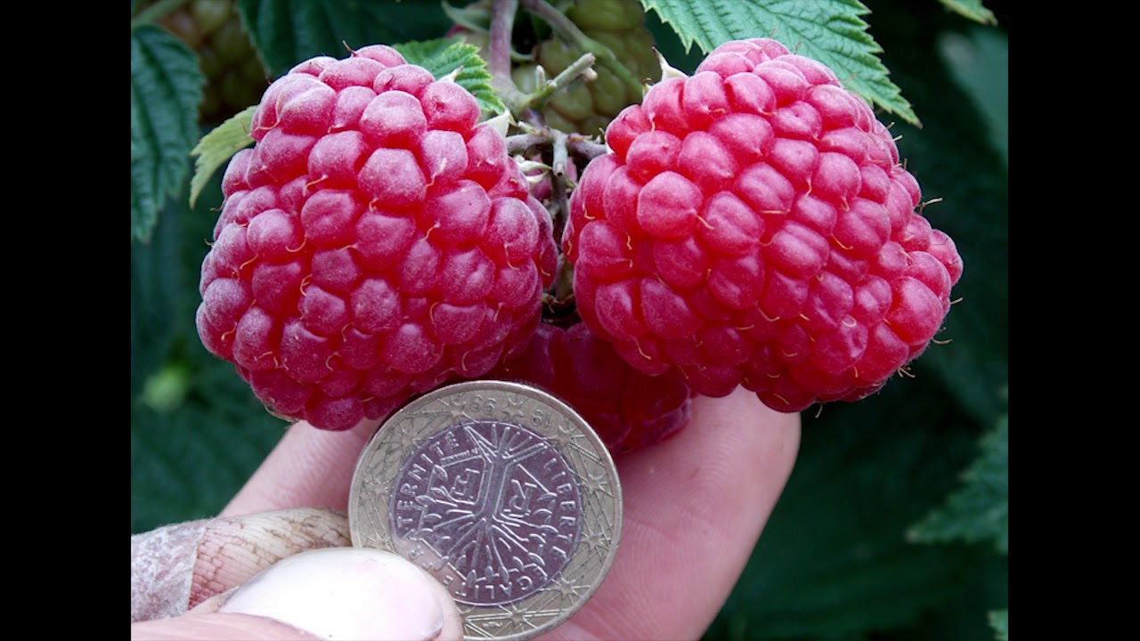couvre-sols framboise consoude 4 ans après