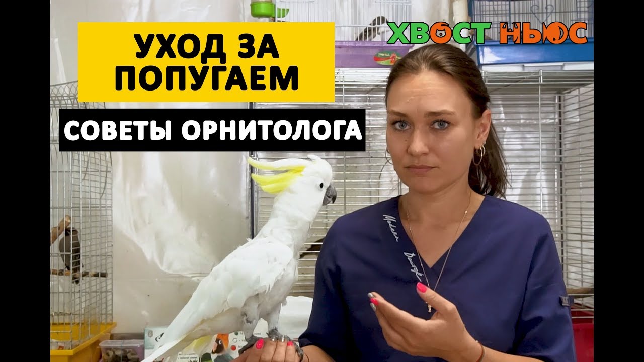 Как ухаживать за попугаем? Чем кормить попугая?