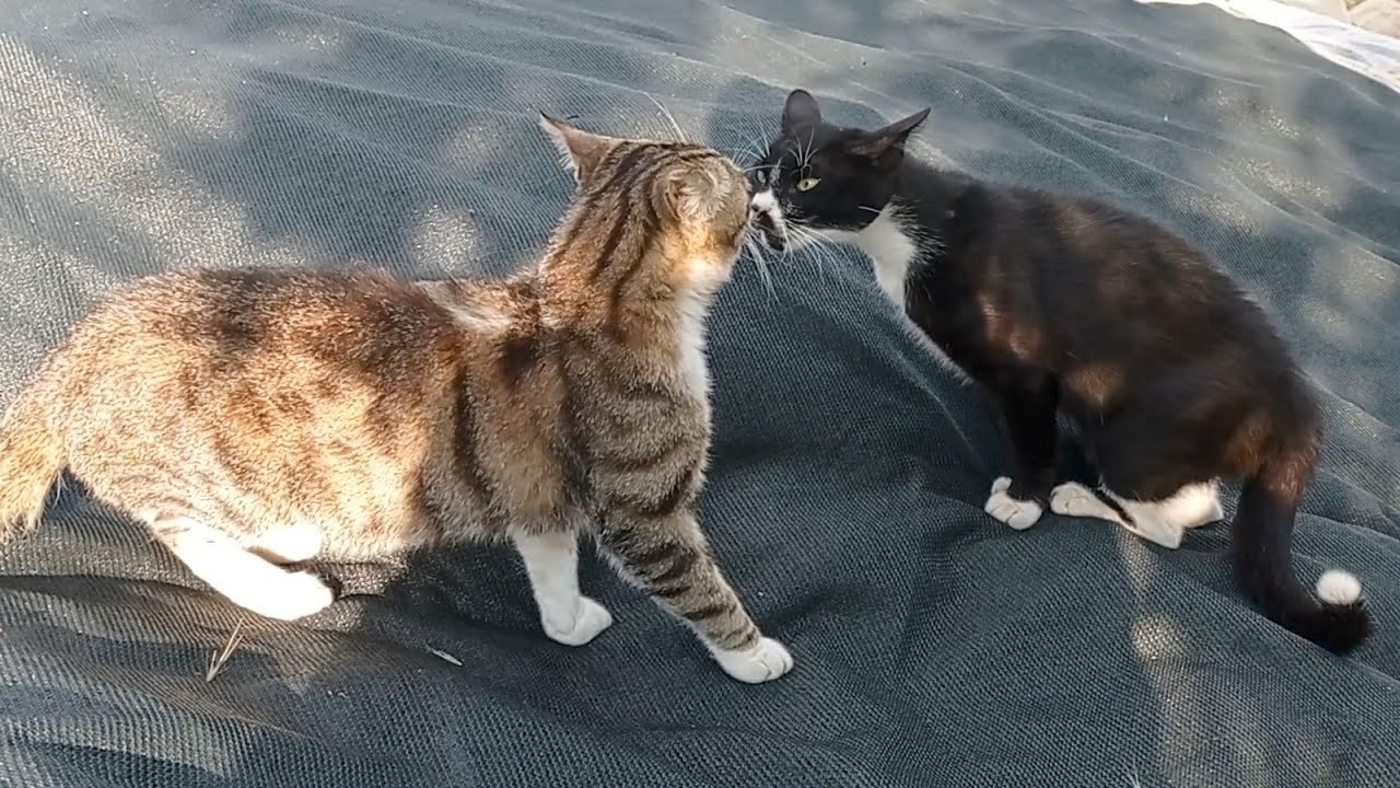 Cesur Ve Maskot Kavga Ediyor. Yüksek Sesle Bağıran Kedi Kavgayı Kazanır