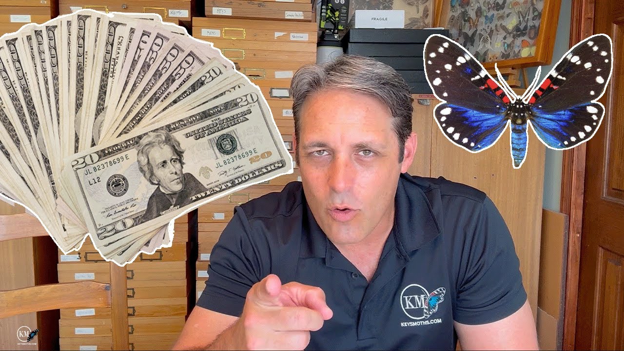 MAKE $1,000's OF DOLLARS COLLECTING BUTTERFLIES AND MOTHS