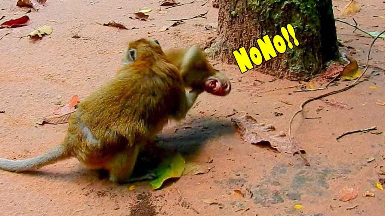 What Is The Sad Day! Monkey Tobai Got B-itting So Sad By His Mommy Toma. Are You Okay?
