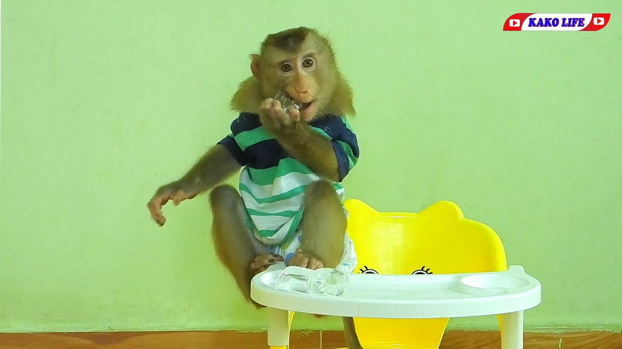 KAKO LIFE | Smart Mr. KAKO Eating Ice