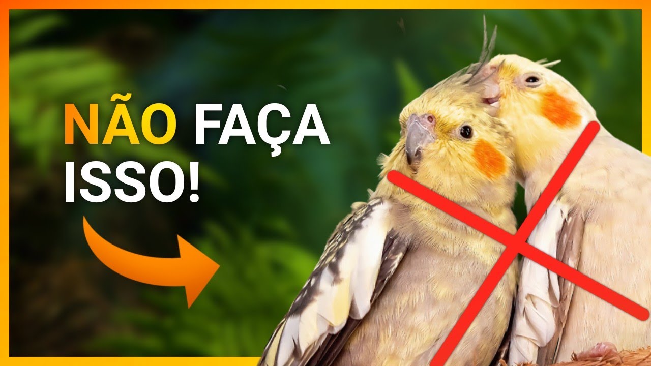 NÃO FAÇA ESSES CRUZAMENTOS NO SEU CRIATÓRIO!