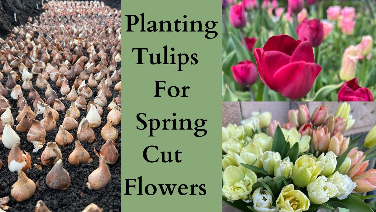 How To Plant Tulips For Spring Cut Flowers