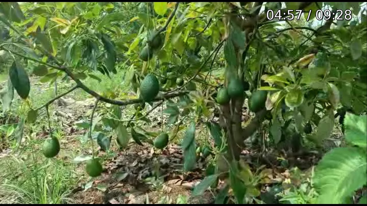 KARIBU KAGERA TULIME PARACHICHI