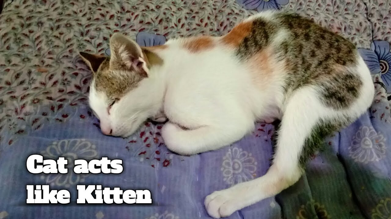 Cat acts like a kitten 😂 | Tamil Cat's | Tamil Random Videos