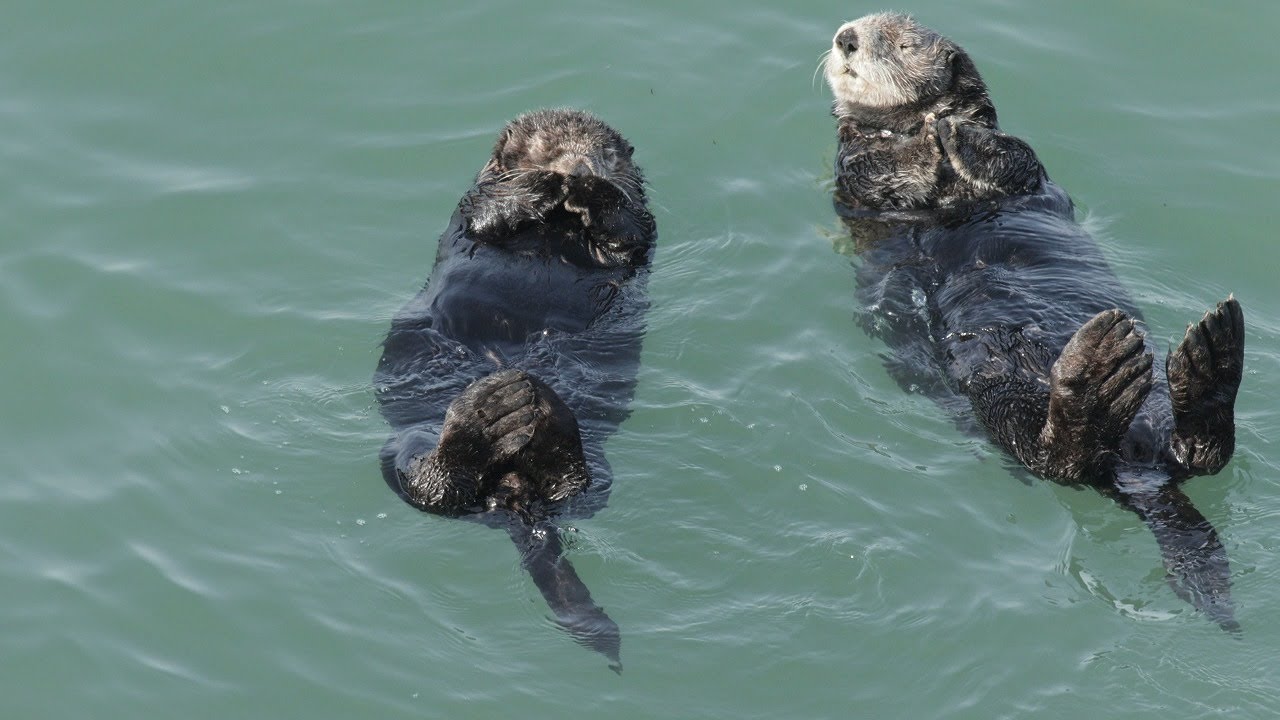 ラッコ　日本の野生動物　3月