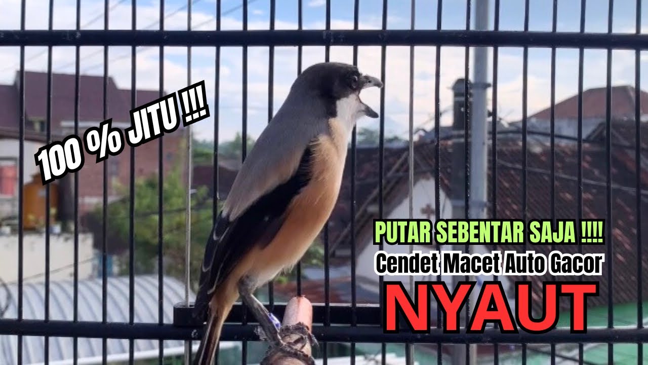 burung cendet gacor MATERI AMPUH untuk PANCINGAN CENDET AGAR BUNYI bikin BURUNG PENTET GACOR EMOSI