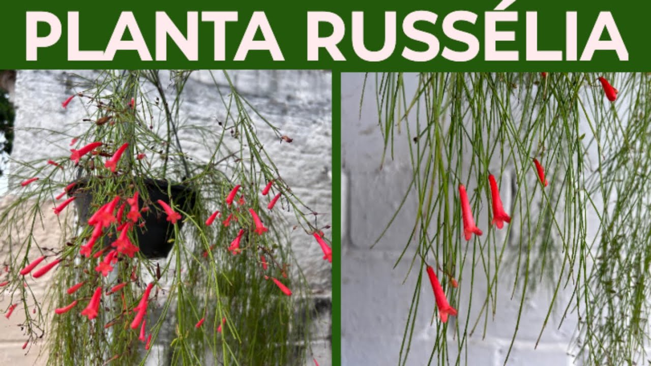 PLANTA RUSSÉLIA