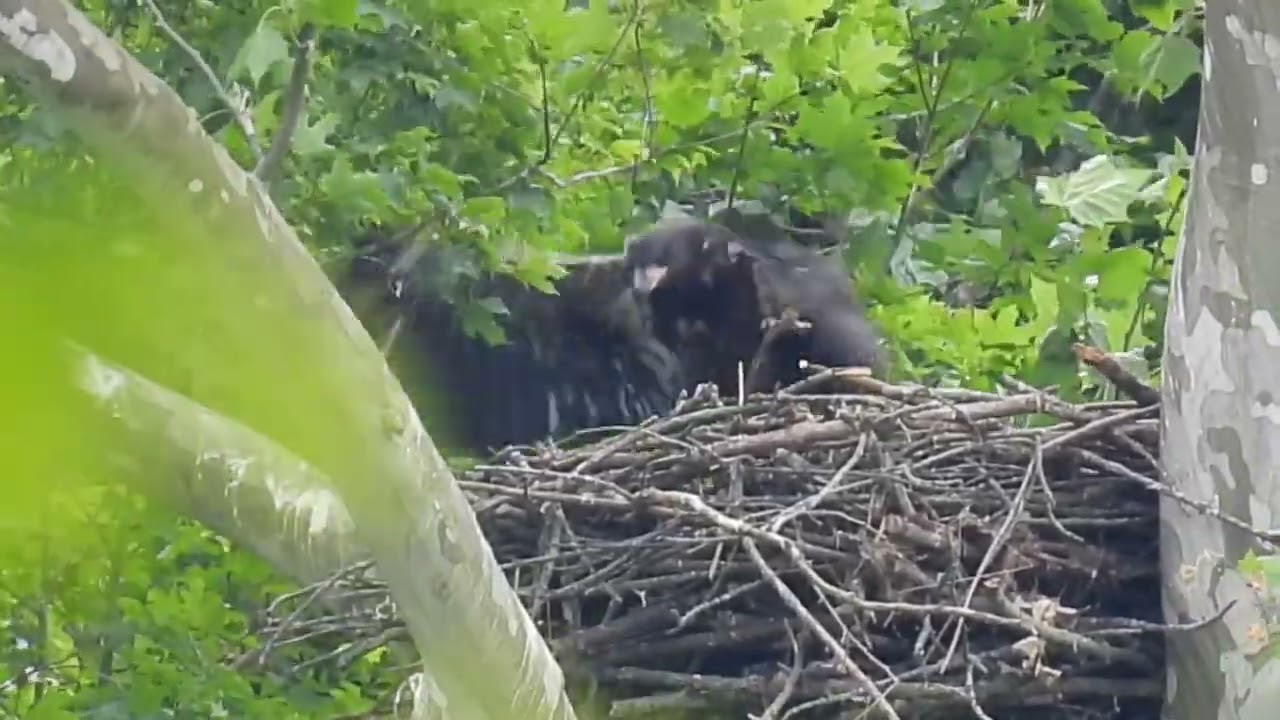 Bald eagle juvenile 5/30/2021 exercising its wings in nest, Hebron Ky
